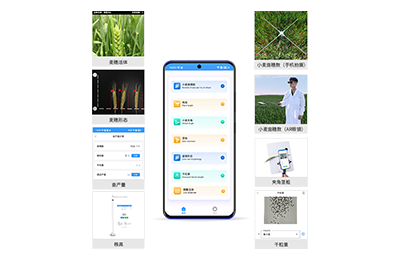 苗栗县小麦表型测量仪IN-XM05